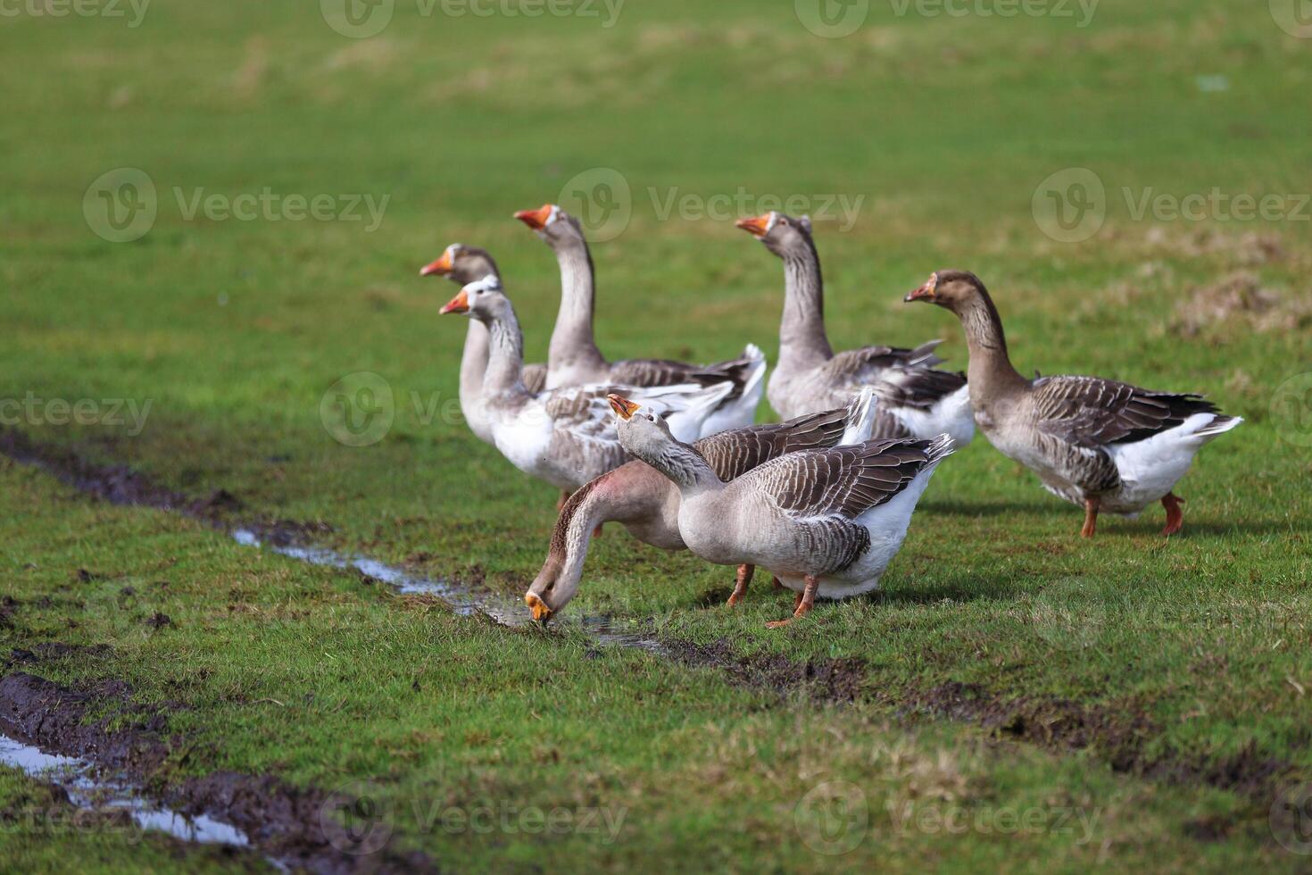 Geese graze on a green meadow photo