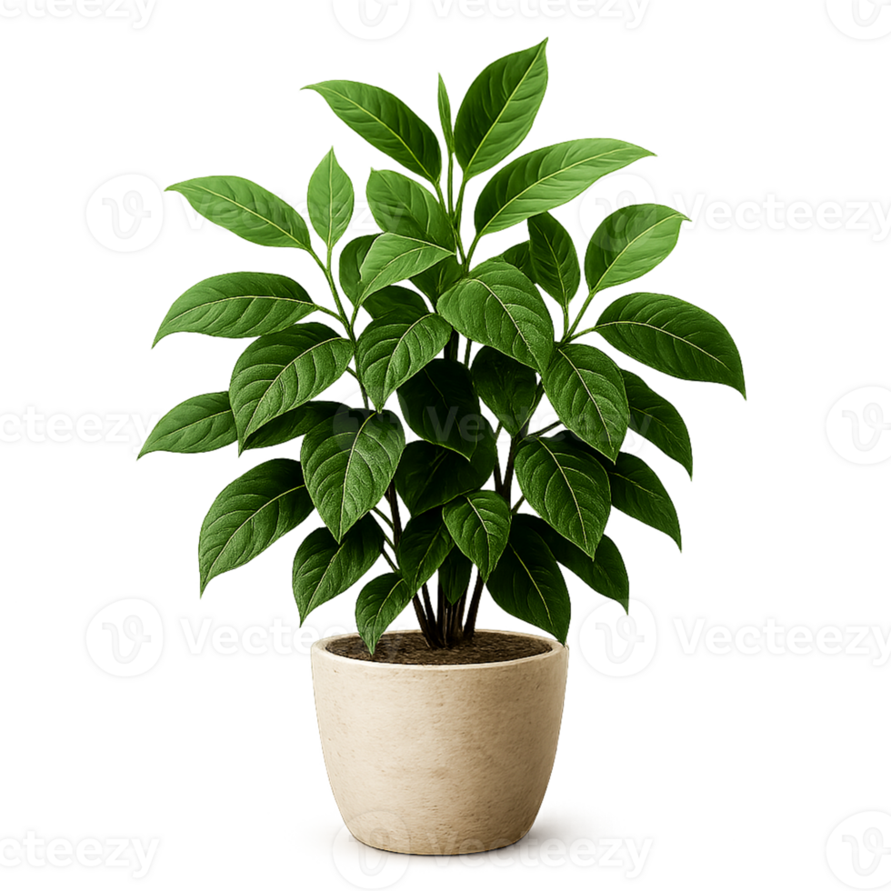 Format Nature Plant Elements for Creative Use png