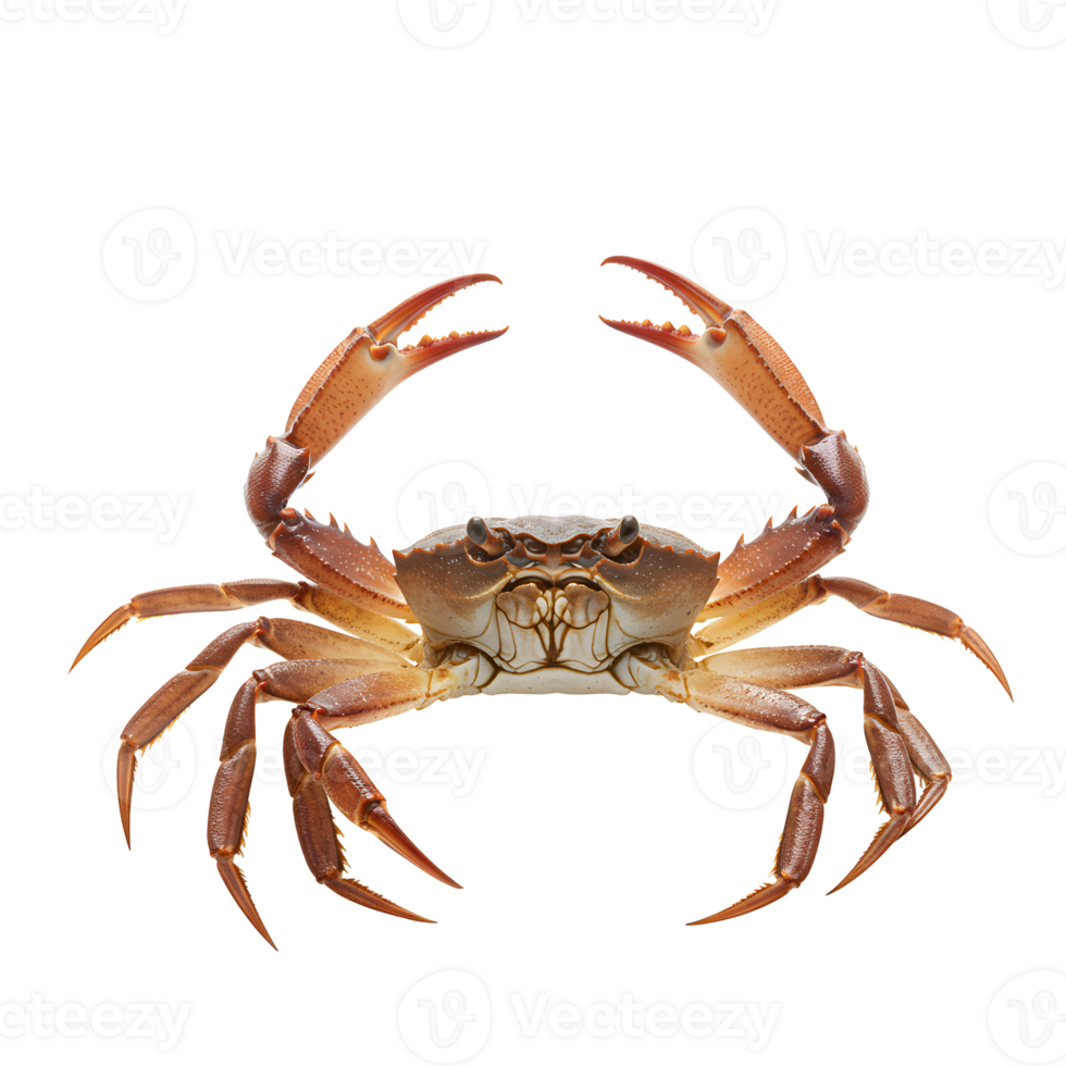 Reddish Brown Crab with Claws Raised on Transparent Background png
