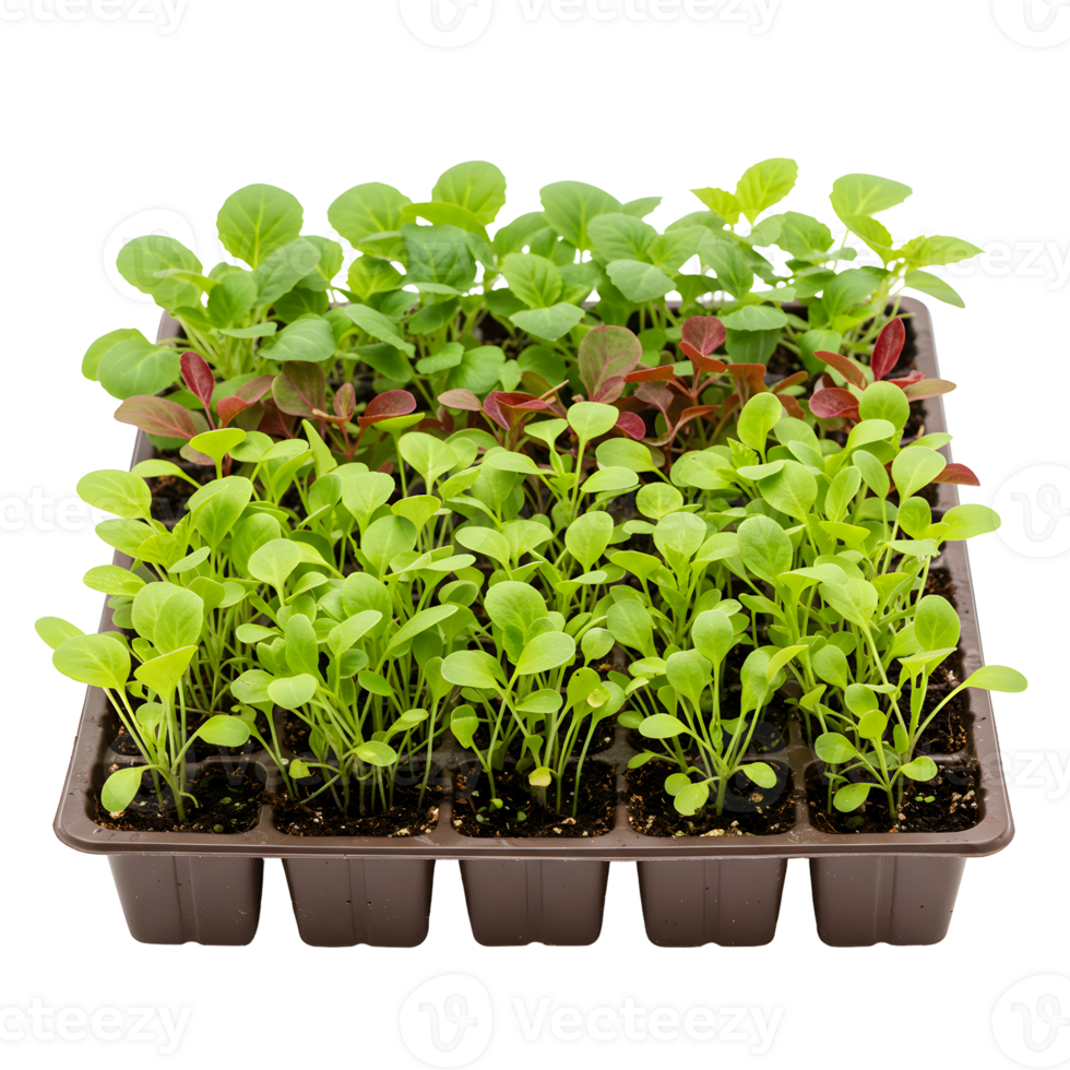 Assortment of Green and Red Vegetable Seedlings in a Brown Plastic Tray png