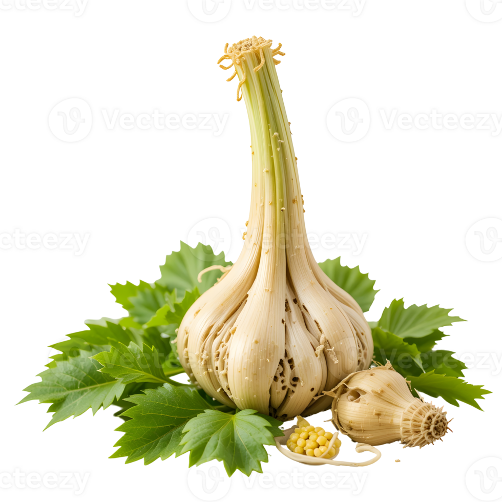 Fresh Garlic Bulb with Green Leaves on Transparent Background png