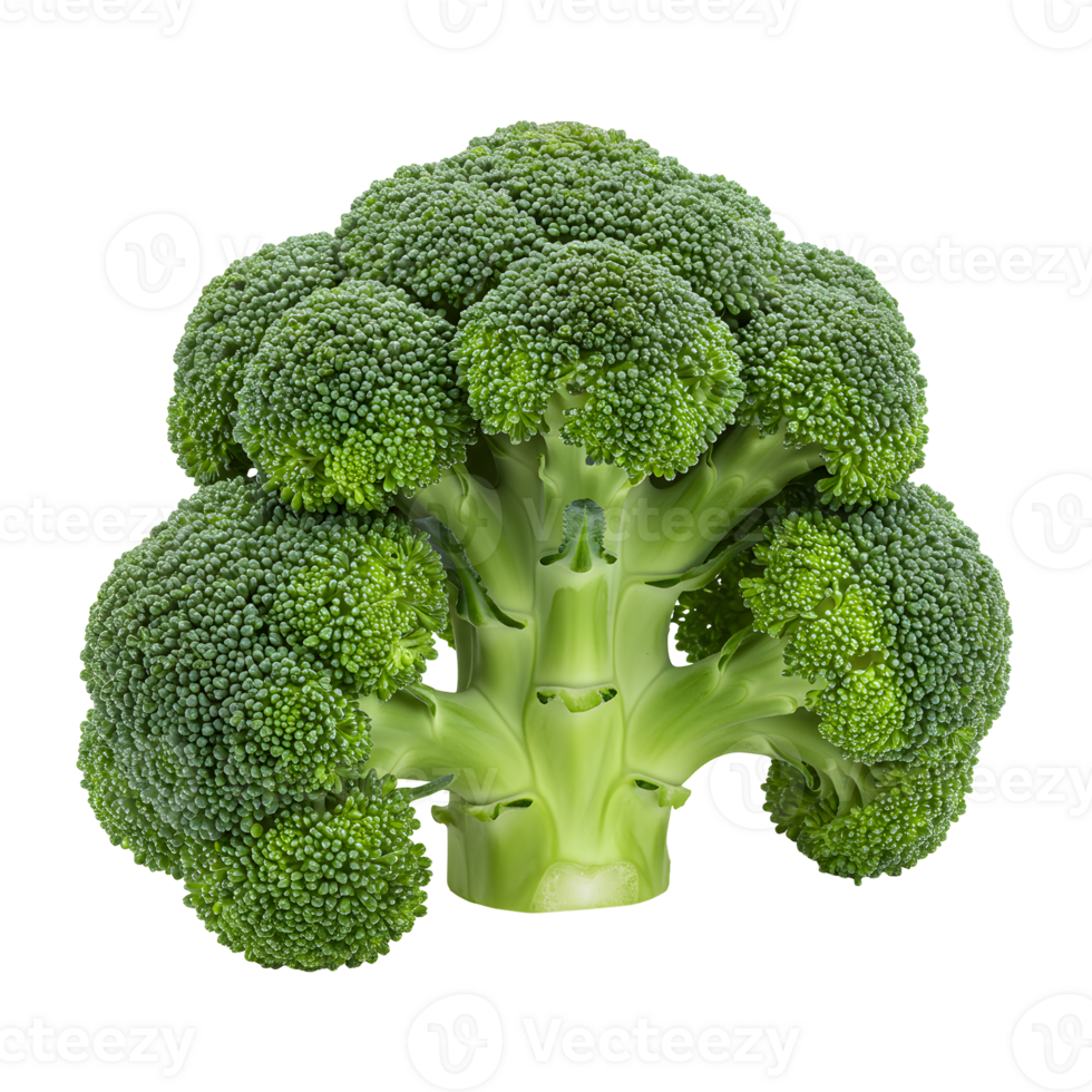 Fresh Green Broccoli Floret Isolated on Transparent Background png