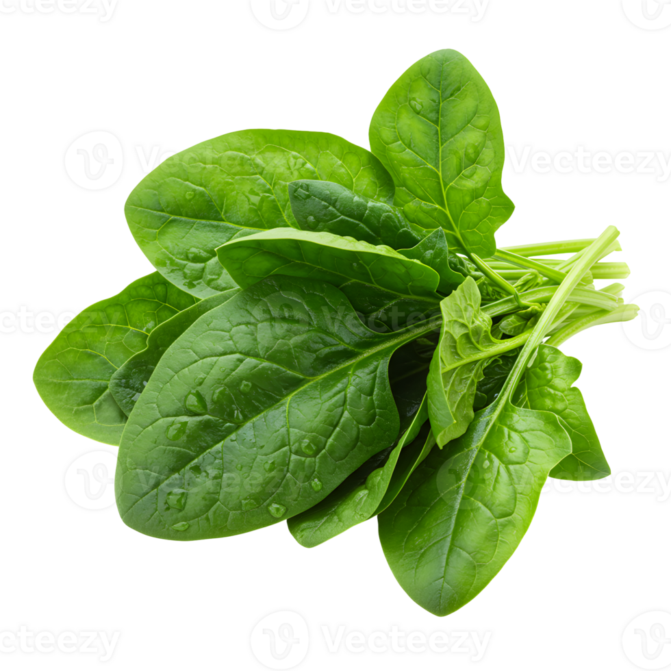 Fresh Green Spinach Leaves with Water Droplets on Transparent Background png