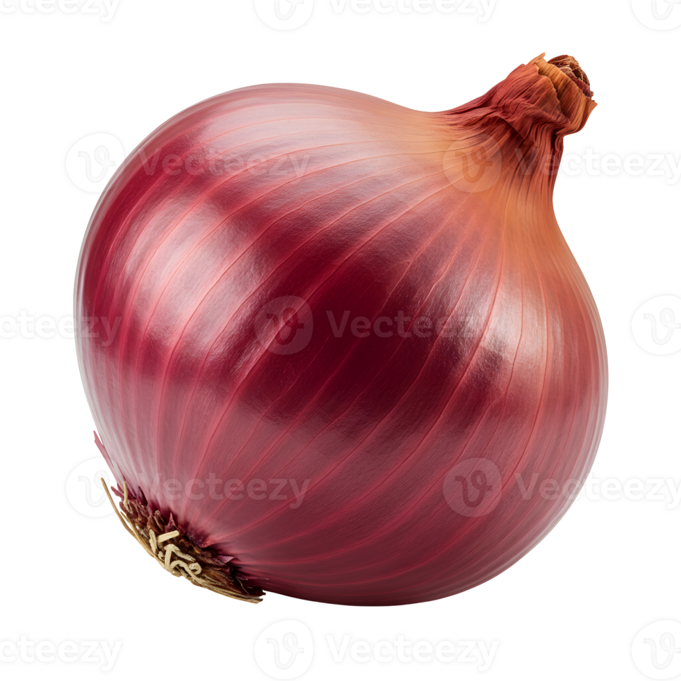 Closeup of a Single Ripe Red Onion on Transparent Background png