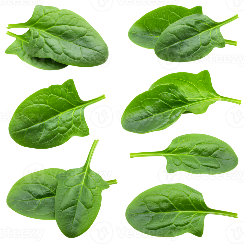 Collection of Fresh Green Spinach Leaves on Transparent Background png