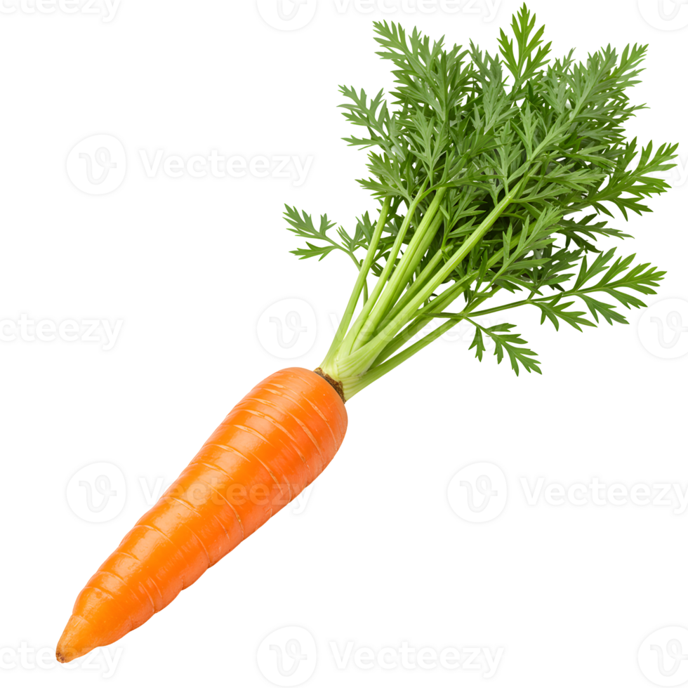 Single Orange Carrot with Green Top on Transparent Background png