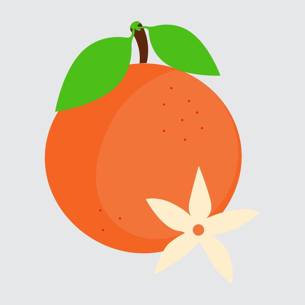 Set of orange fruit and flower on isolated background. Flat illustration of citrus. . vector