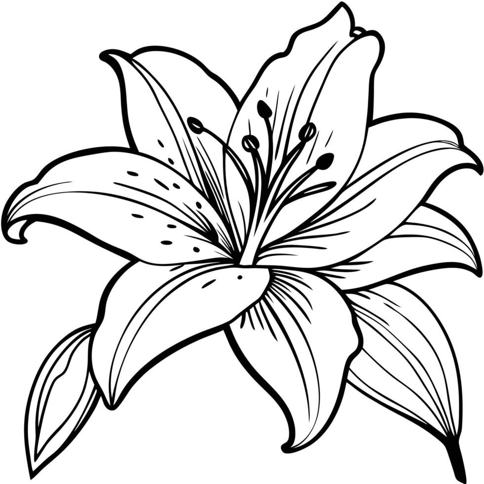 Lily Flower Art vector