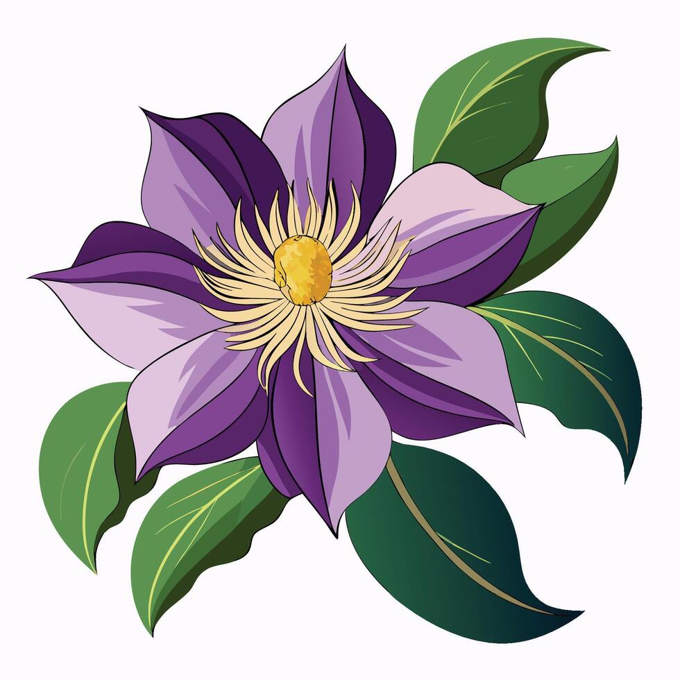 Floral Clematis Clipart on White vector