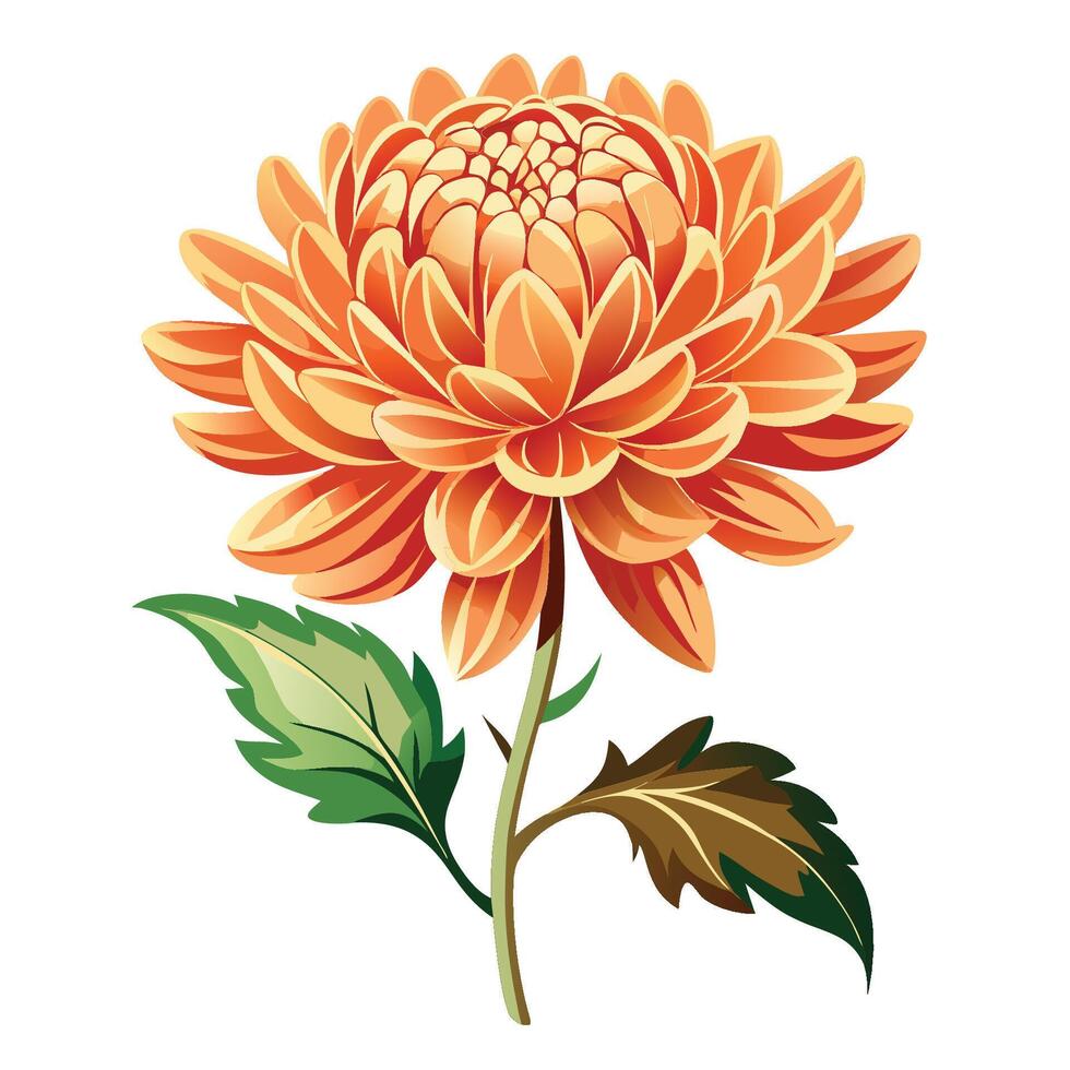 Beautiful Chrysanthemum Floral Design vector
