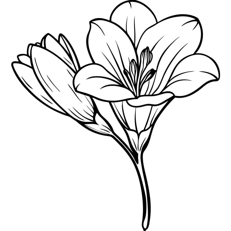 Bold Freesia Flower Design Styles vector