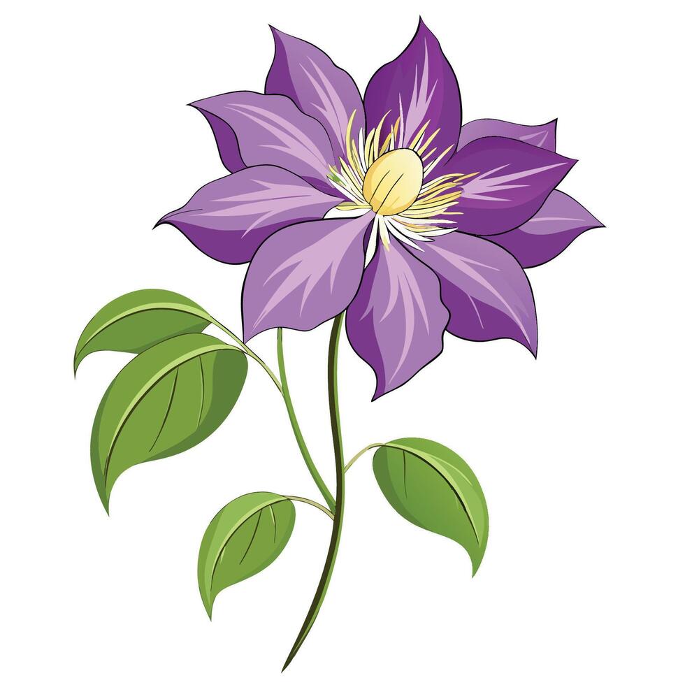 Clematis Flower Clipart on White vector