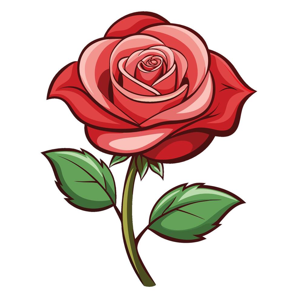 Rose in Full Bloom on White vector