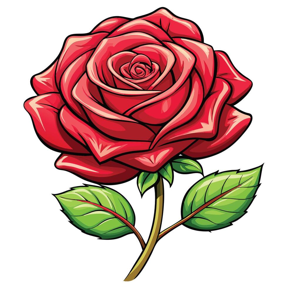 A Single Rose Against White vector