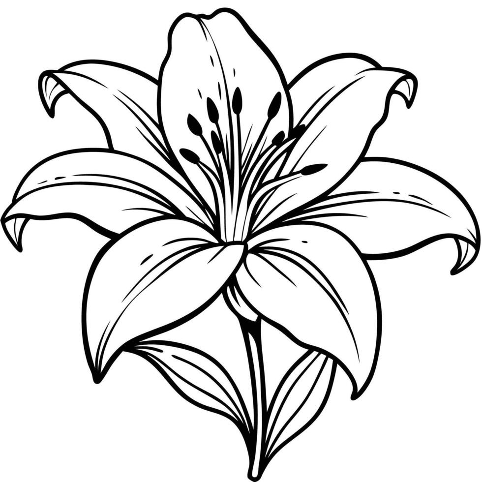 Lily Clip Art vector
