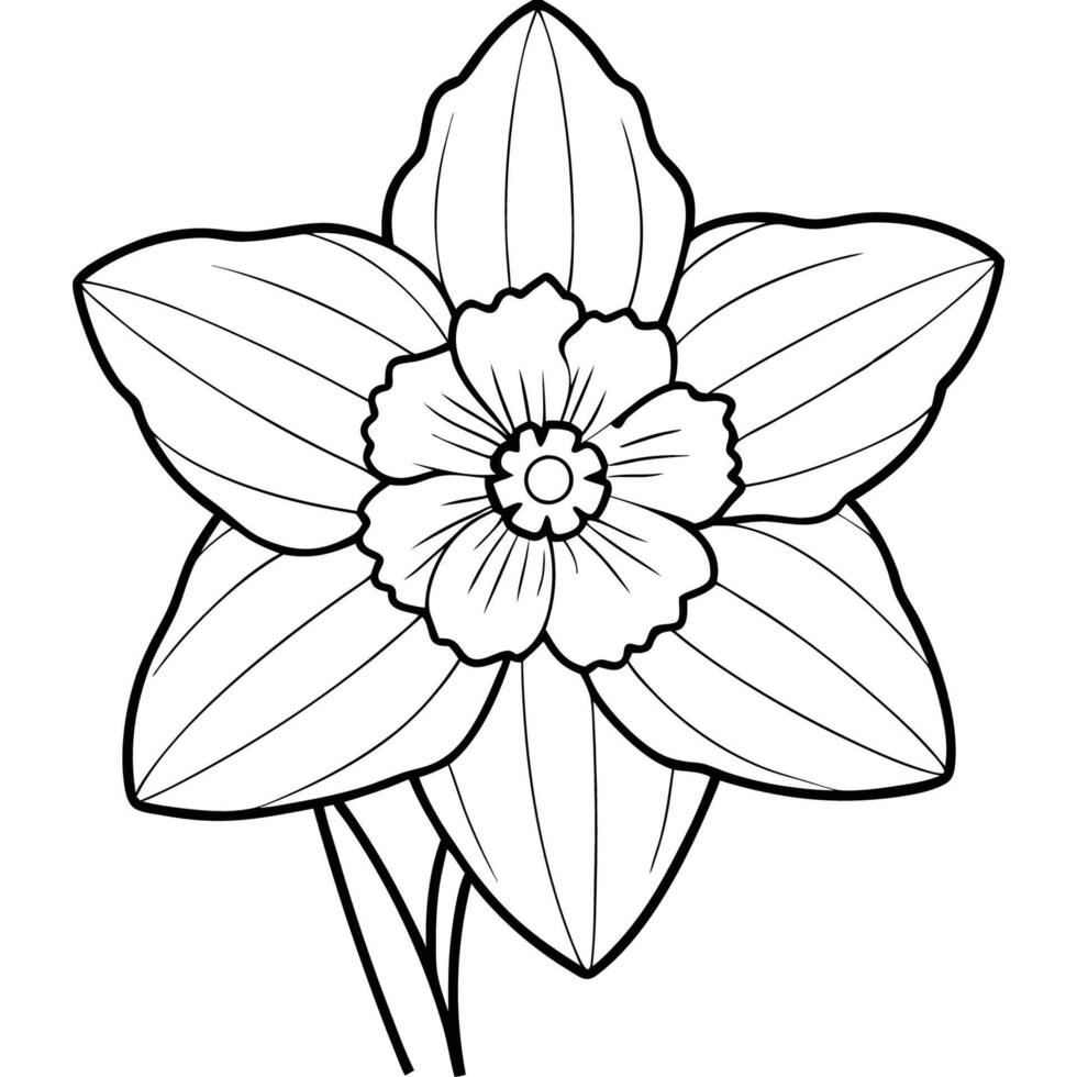 Daffodil Flower Design Collection vector