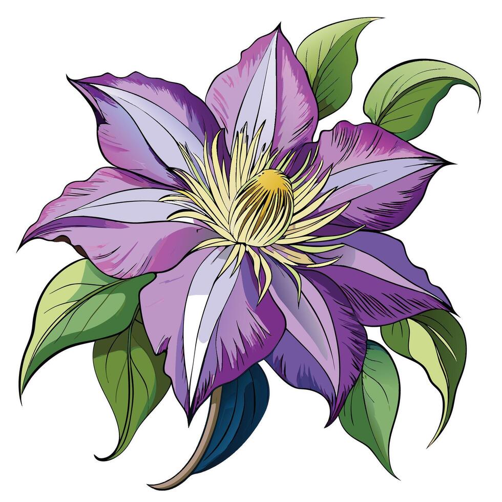 Clematis Art on White Canvas vector