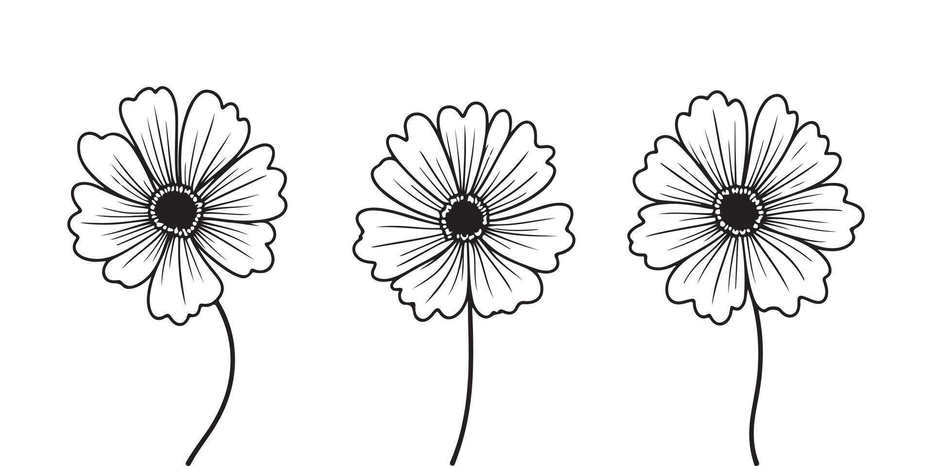 Three daisies are shown in black and white vector