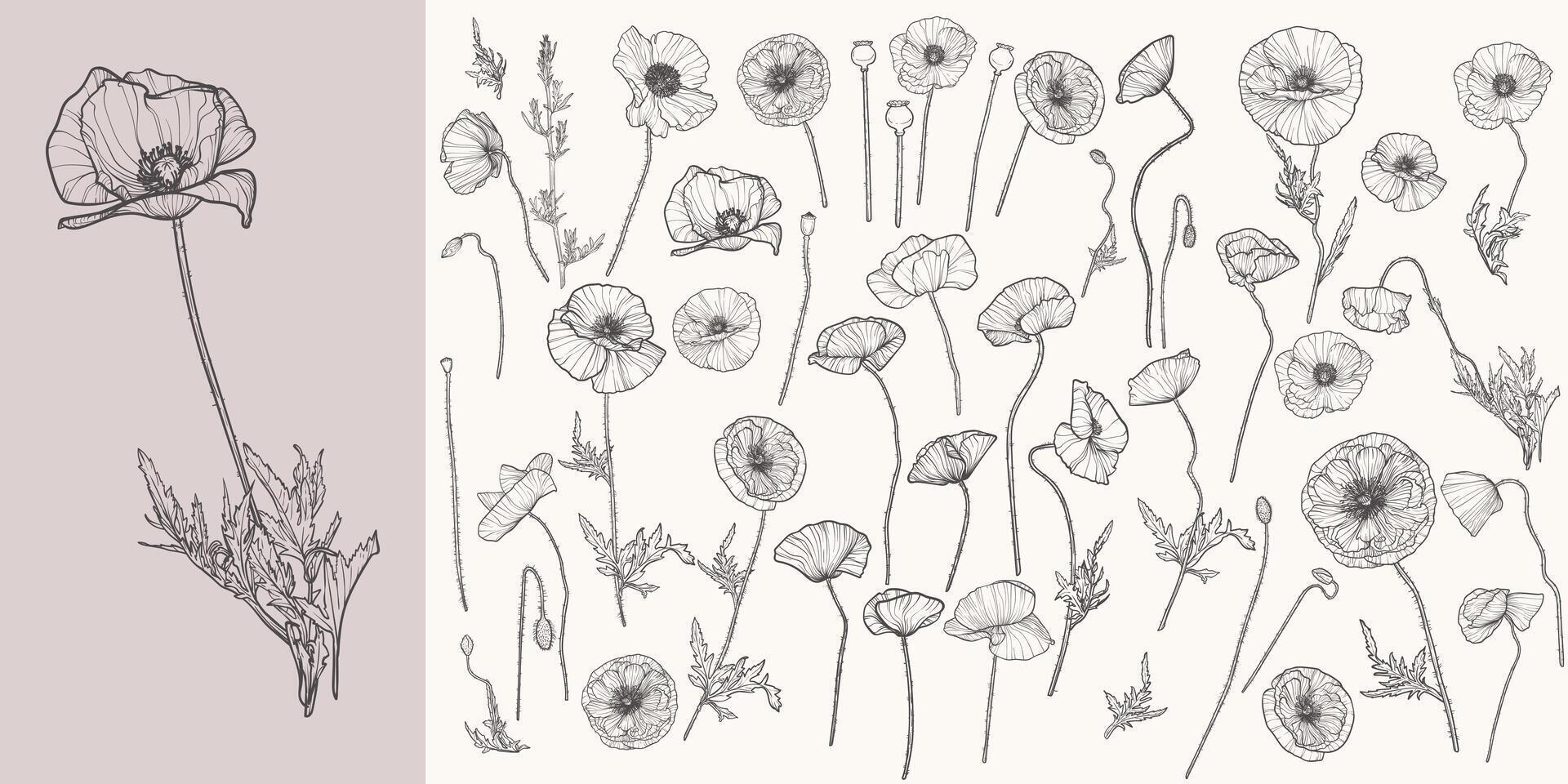 Set of highly detailed flowers. Trendy botanical elements. Hand drawn line leaves, stems and blooming. Wedding elegant poppies for invitation, card, banner. Black line art hand drawn. vector