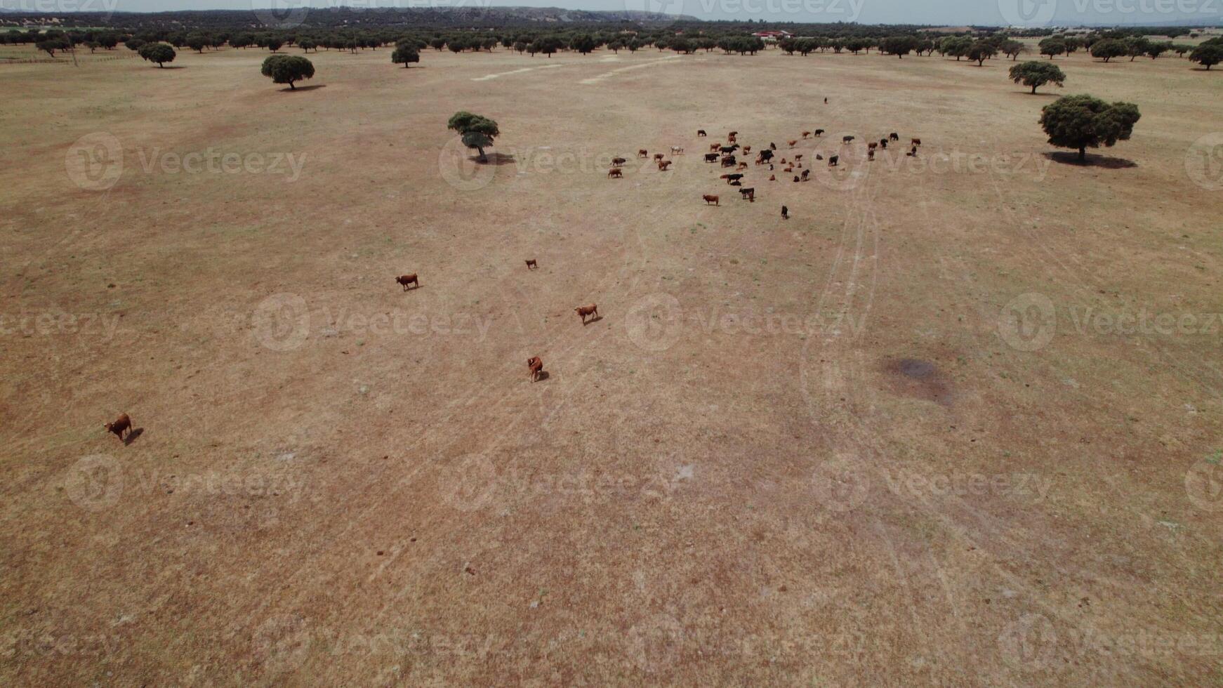 Drone view of a herd of cows grazing on dry grass photo