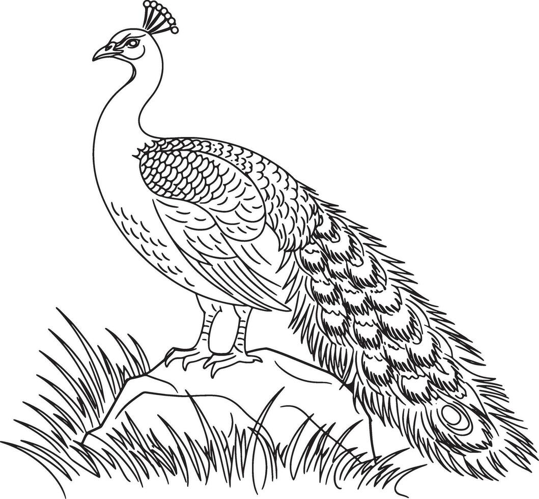 Peacock bird line art design illustration premium quality vector