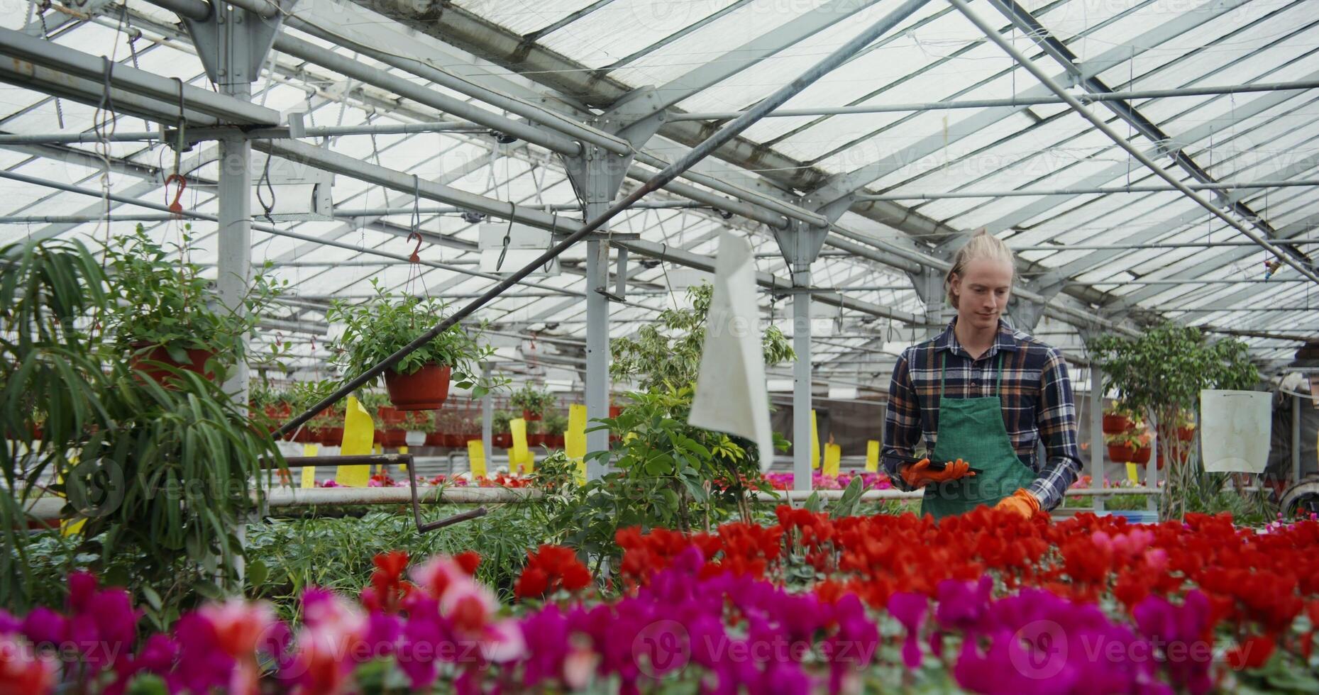 Young man of European appearance in an apron and with a tablet in hand walks between tables with flowering plants in pots standing on them and checks their quality, in greenhouse for growing flowers photo