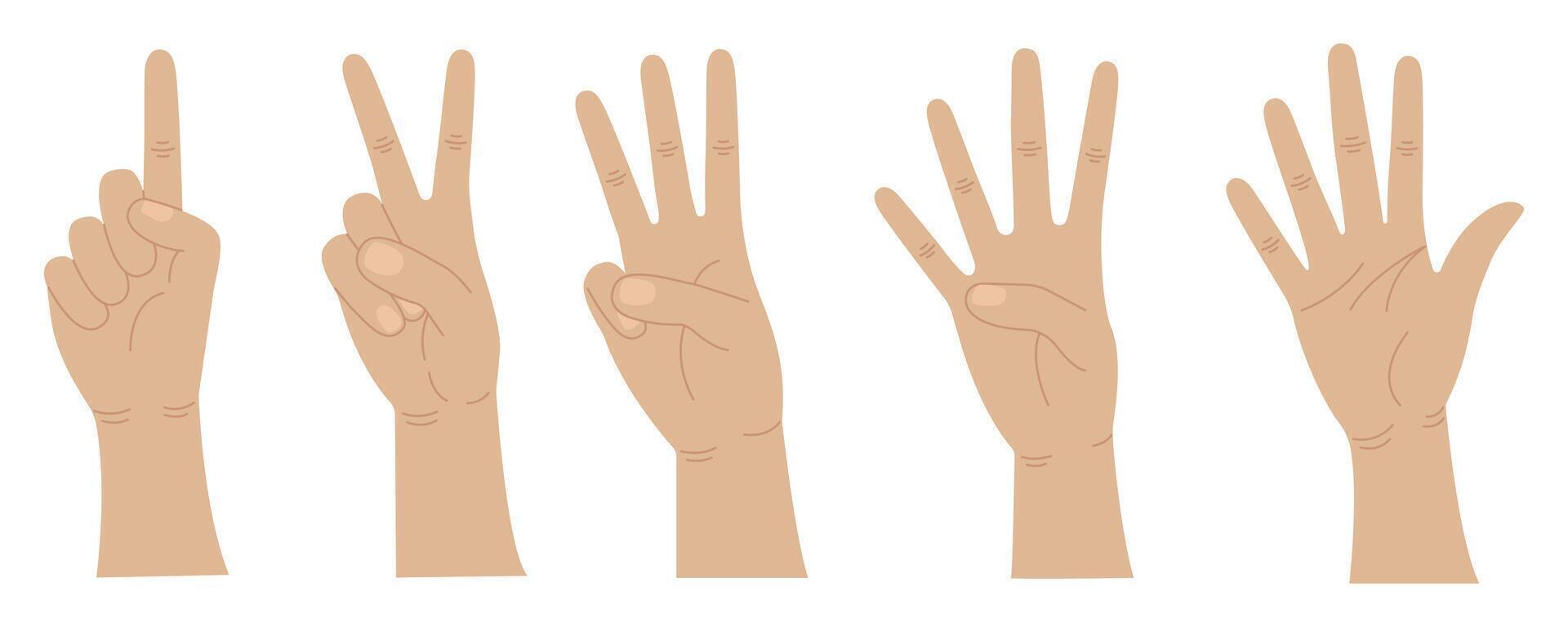 Hands count from one to five. Gestures of hands. Counting fingers. illustration vector