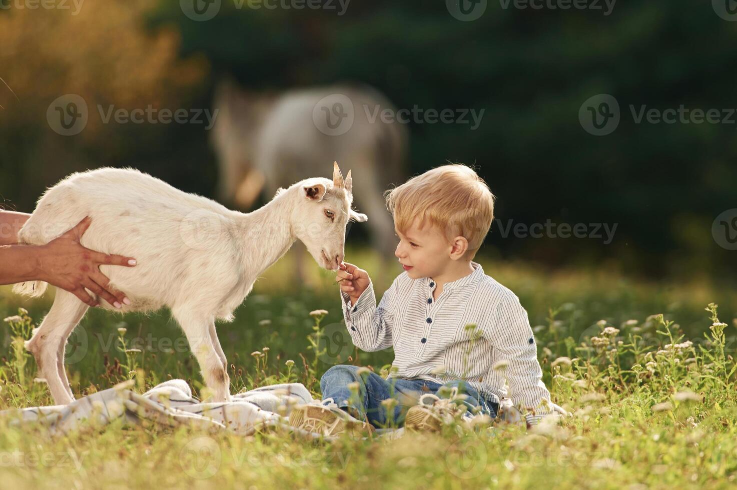 Boy is curious, looking at the animal. ..Mother and son are with goats on the farm, together photo