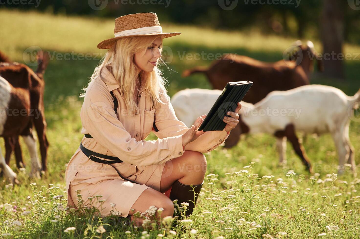 Quality control, with digital tablet. ..Young woman is on the field, farm, with the goats photo