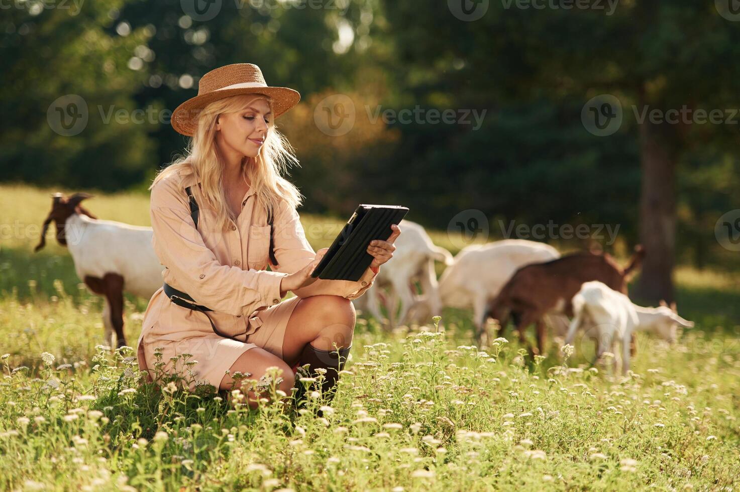 Holding digital ,tablet.., Young woman is on the field, farm, with the goats photo