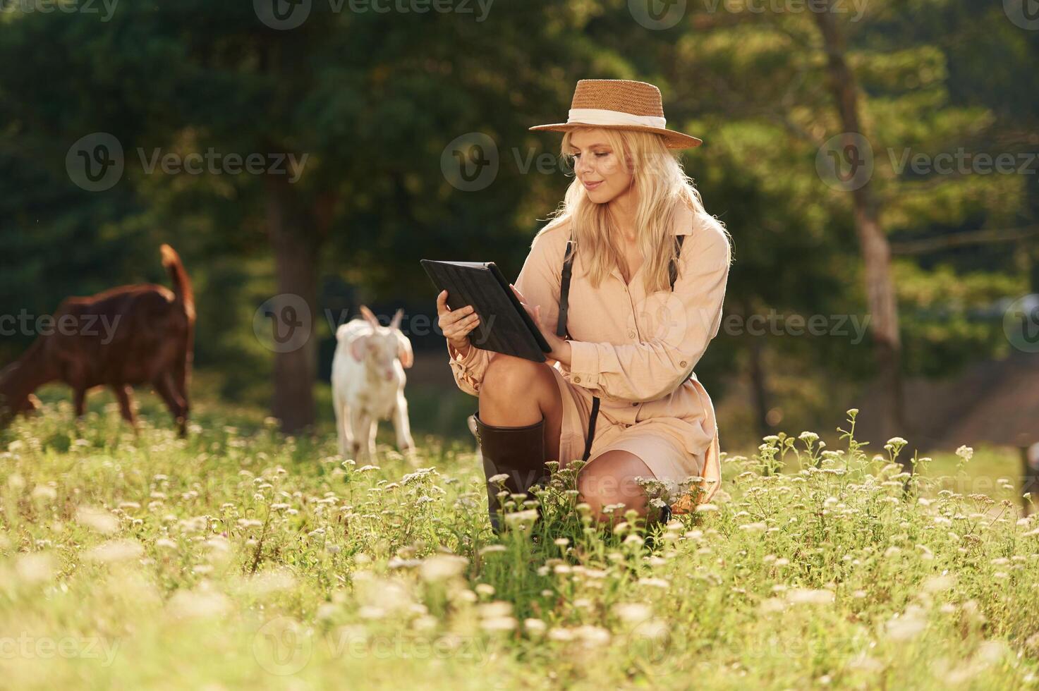 With black digital tablet. Young ,woman,, is on the field, farm, with the goats photo