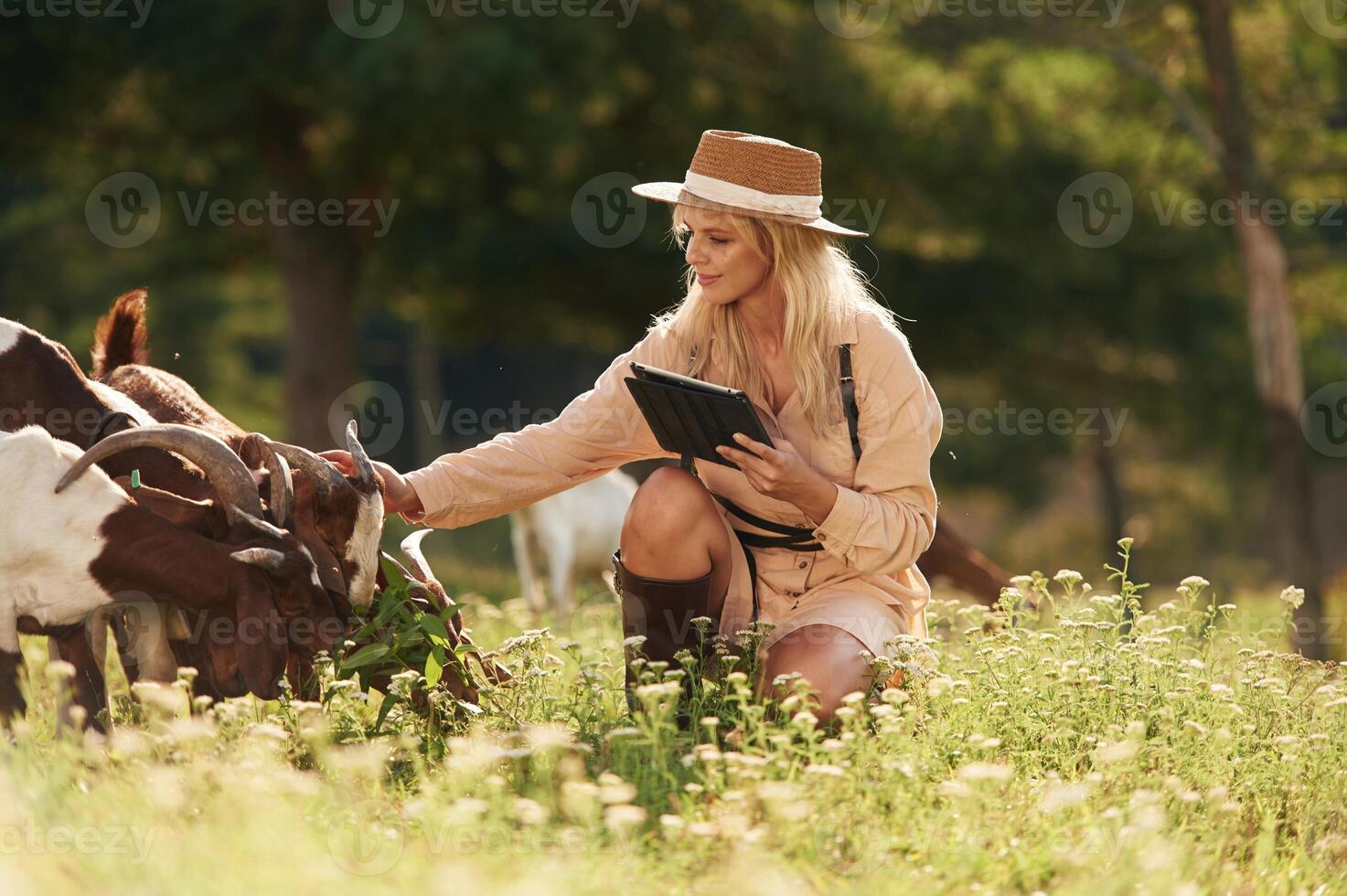 With, black digital tablet. Young woman is on the field, farm, with the goats photo