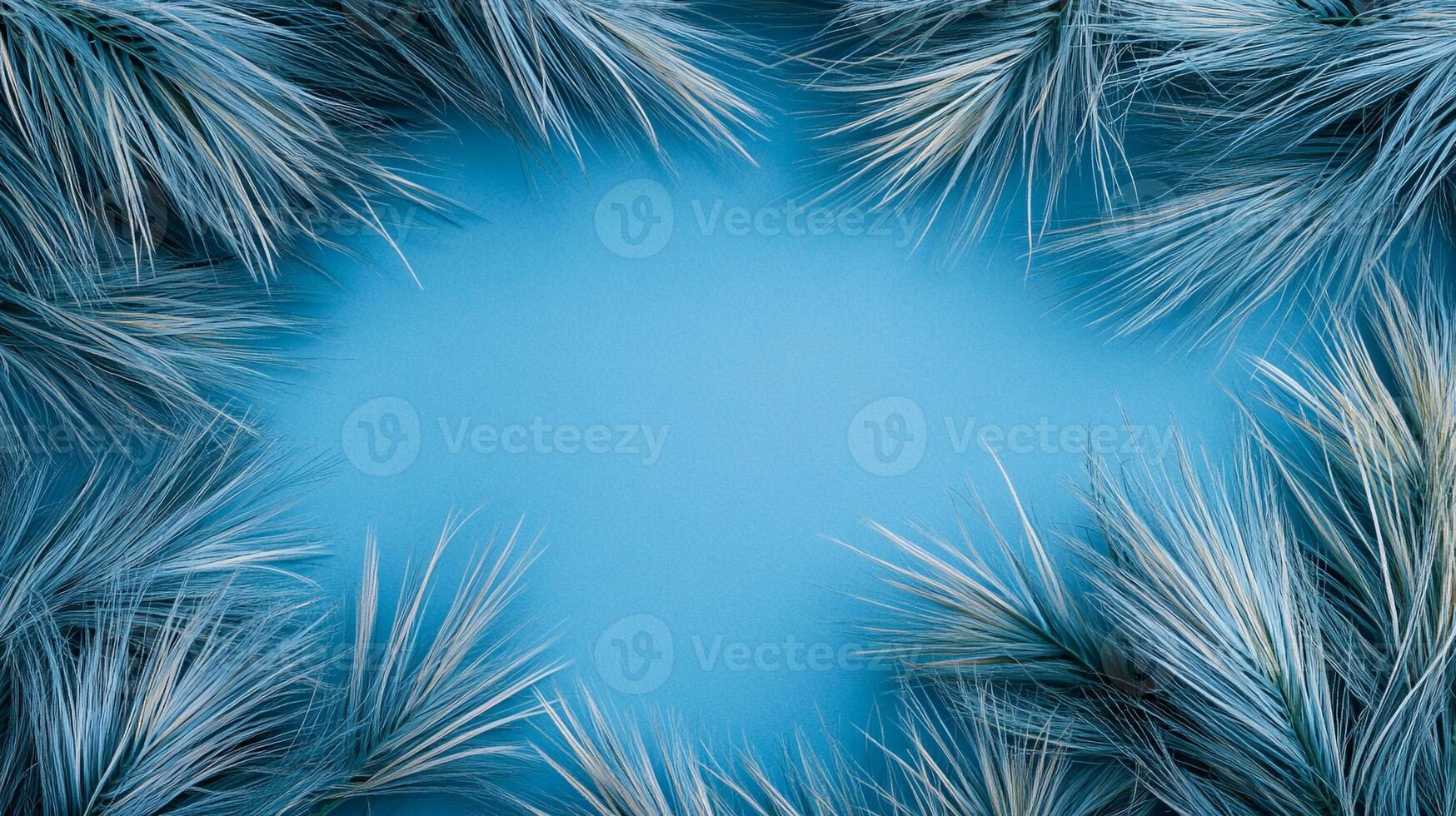 Top view Blue Fescue on a vibrant background, plant setting photo