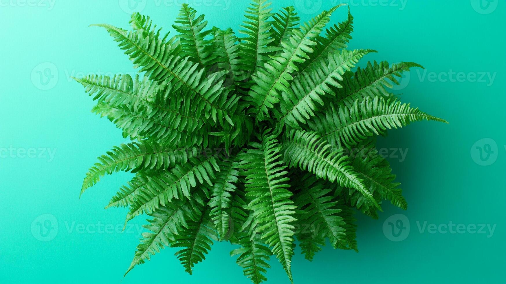 Top view photorealistic Boston Fern, plant set on a vibrant background photo