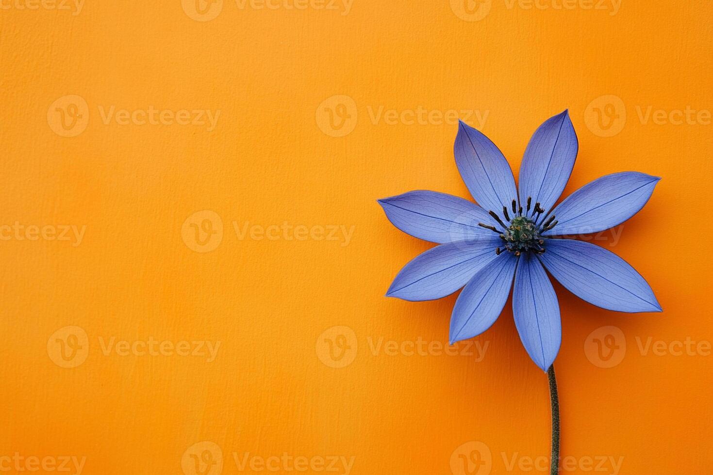 Borage on a vibrant background, photorealistic top view Borage plant photo
