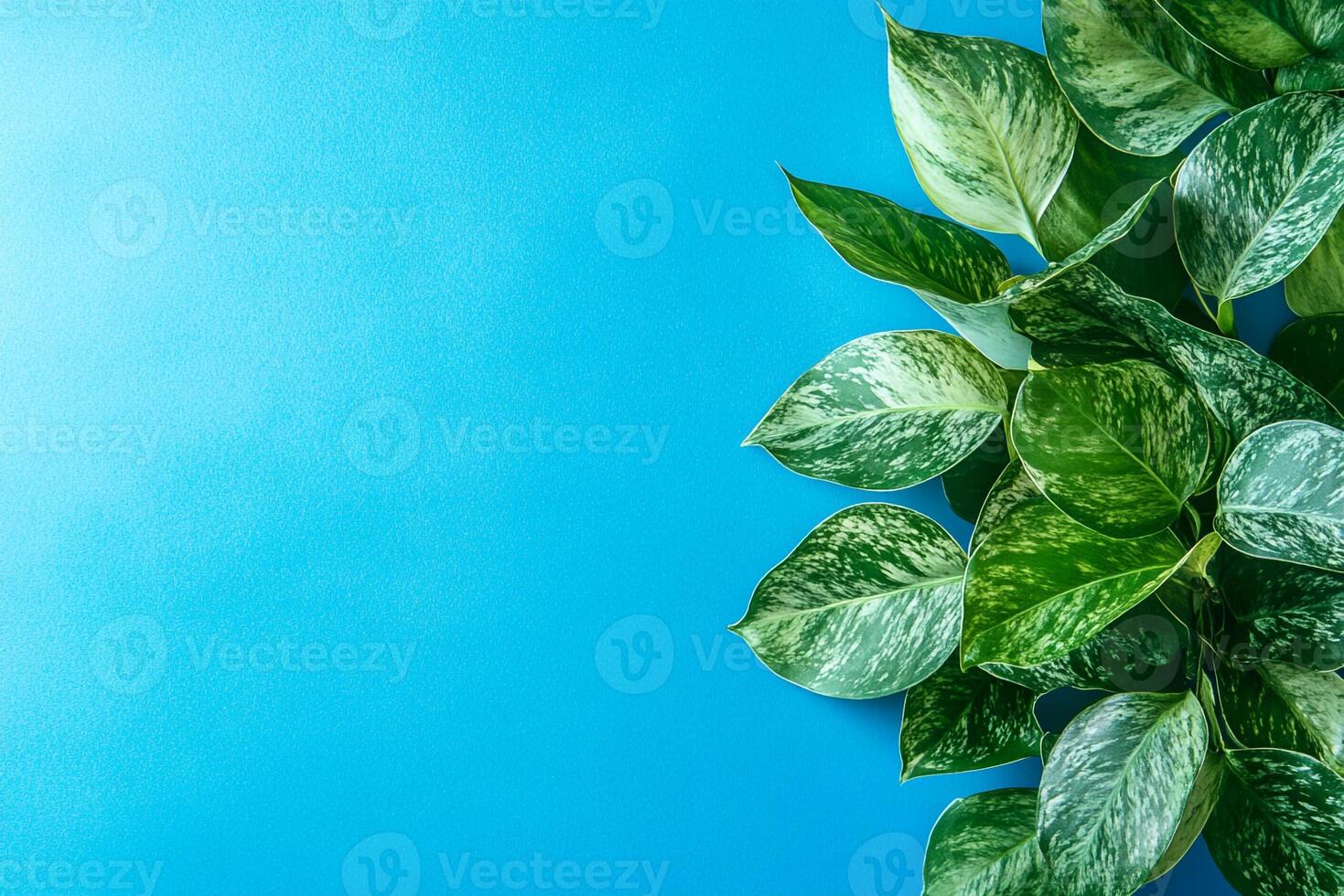 Top view Celastrus on a vibrant background, plant setting photo