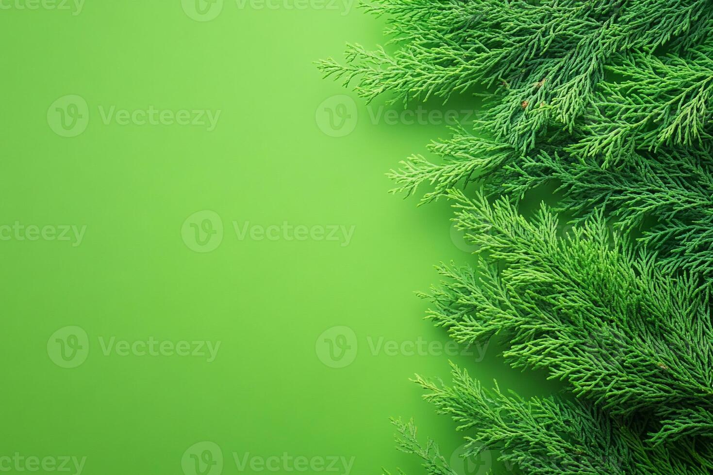 Cypress on a vibrant background, photorealistic top view Cypress flower photo