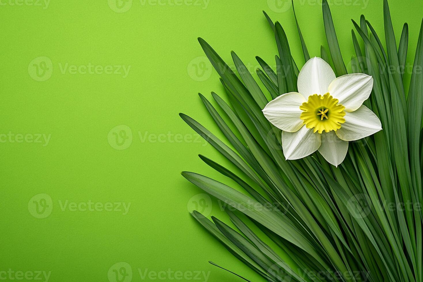 Daffodil on a vibrant background, top view photorealistic flower photo