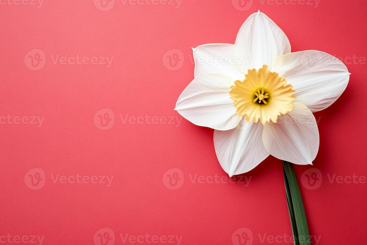 Top view photorealistic Daffodil, flower set on a vibrant background photo
