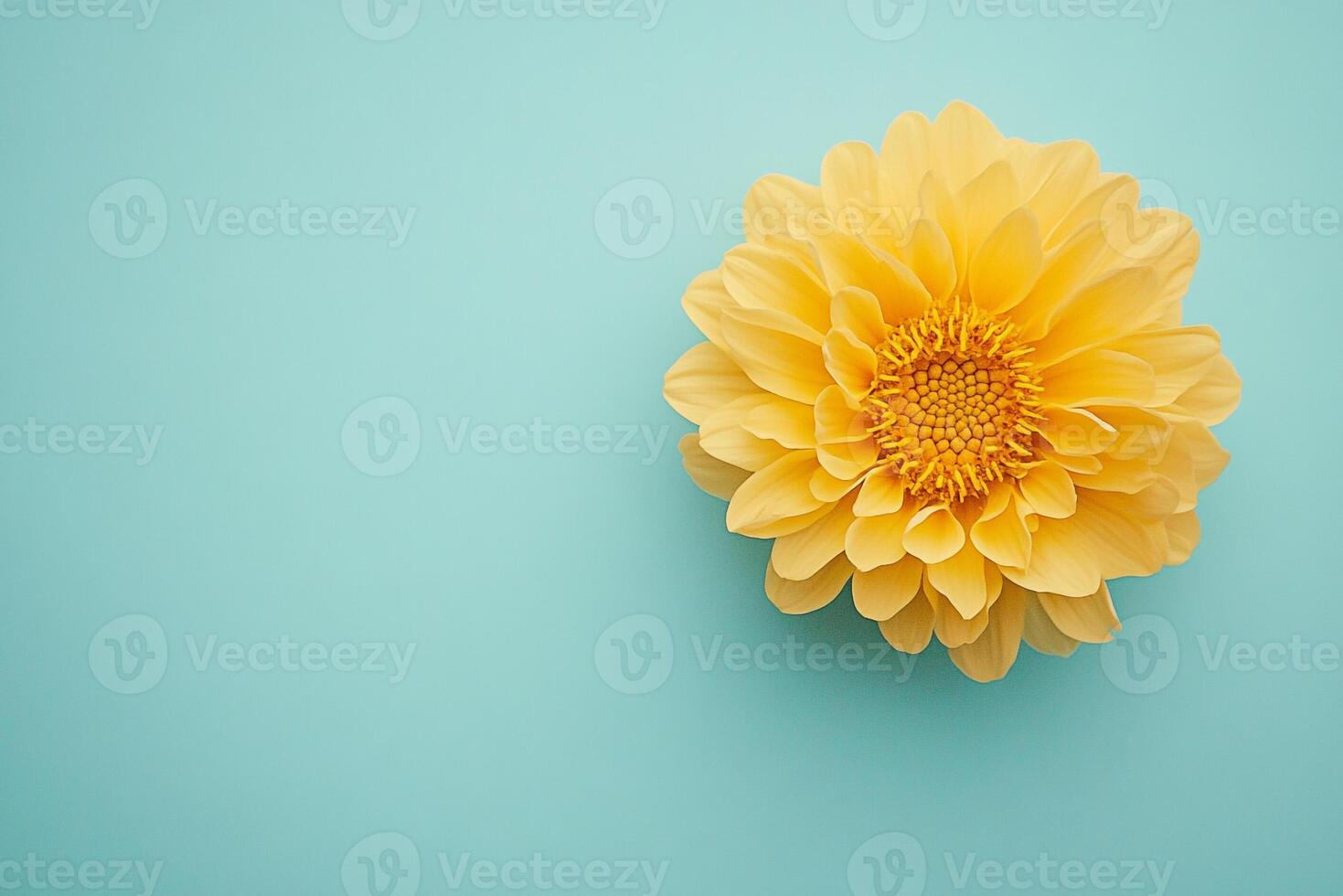 Top view photorealistic Helianthus, flower set on a vibrant background photo