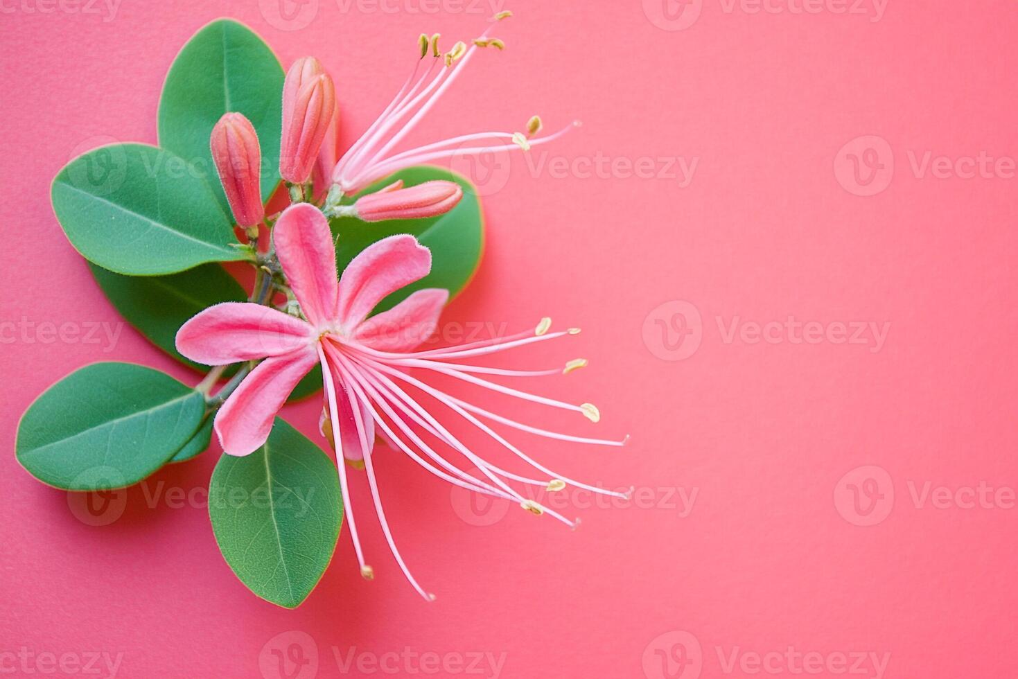 Honeysuckle vine on a vibrant background, top view photorealistic plant photo