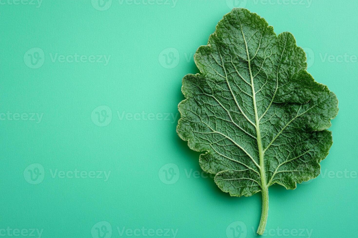 Horehound on a vibrant background, photorealistic top view Horehound plant photo