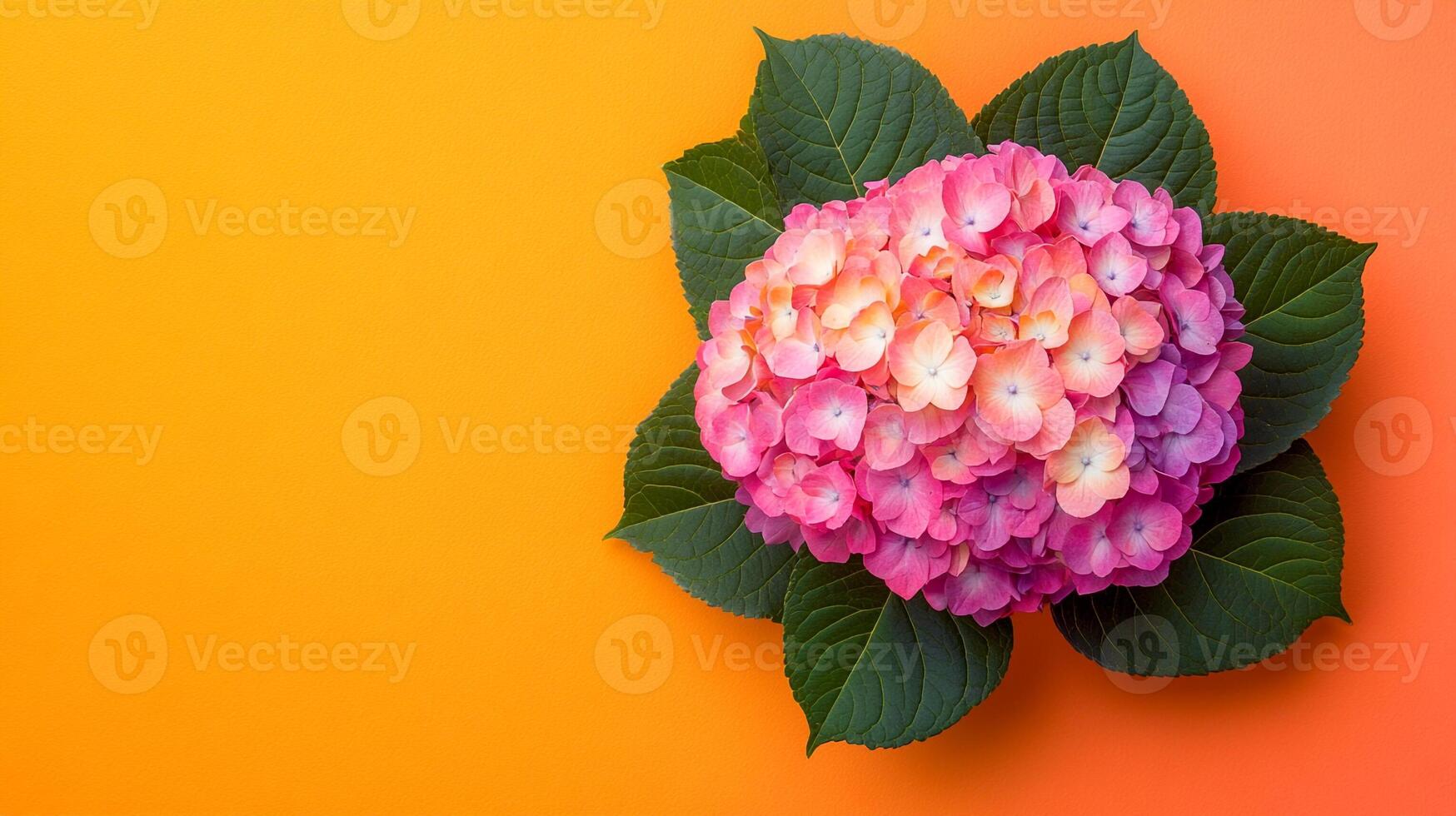 Top view photorealistic Hydrangea anomala petiolaris, plant set on a vibrant background photo