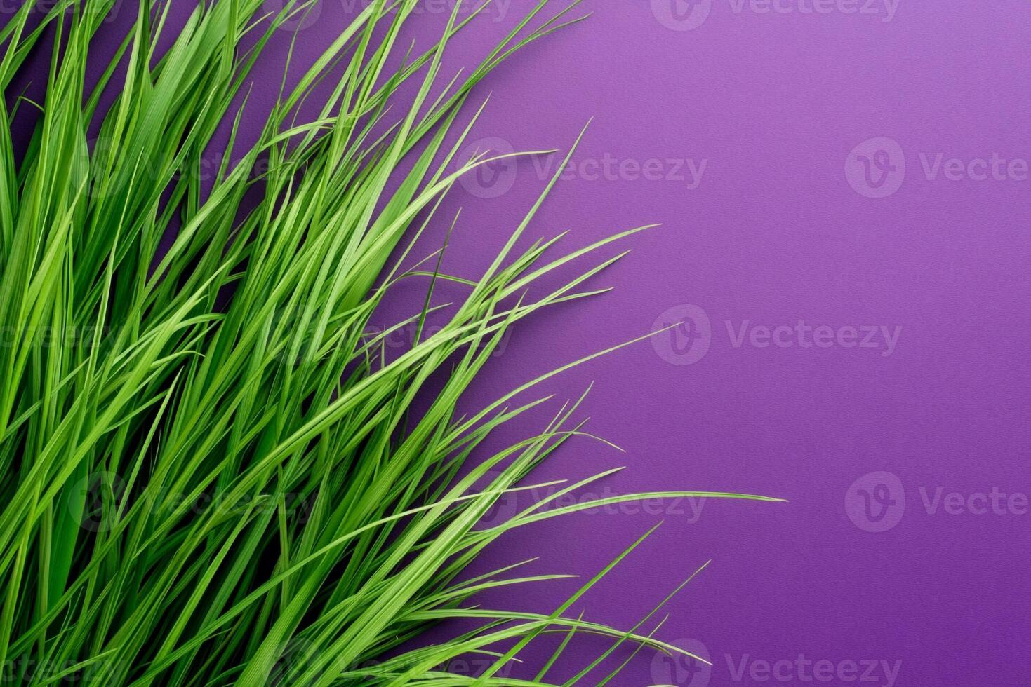 Imperata on a vibrant background, photorealistic top view Imperata plant photo