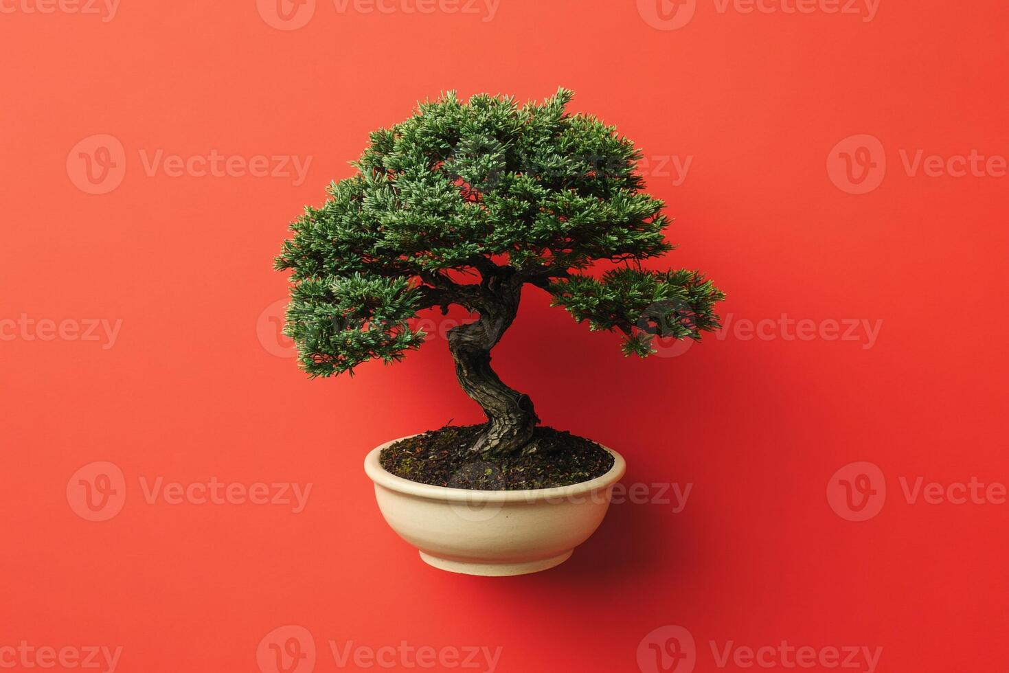 Top view Japanese Cedar on a vibrant background, plant setting photo
