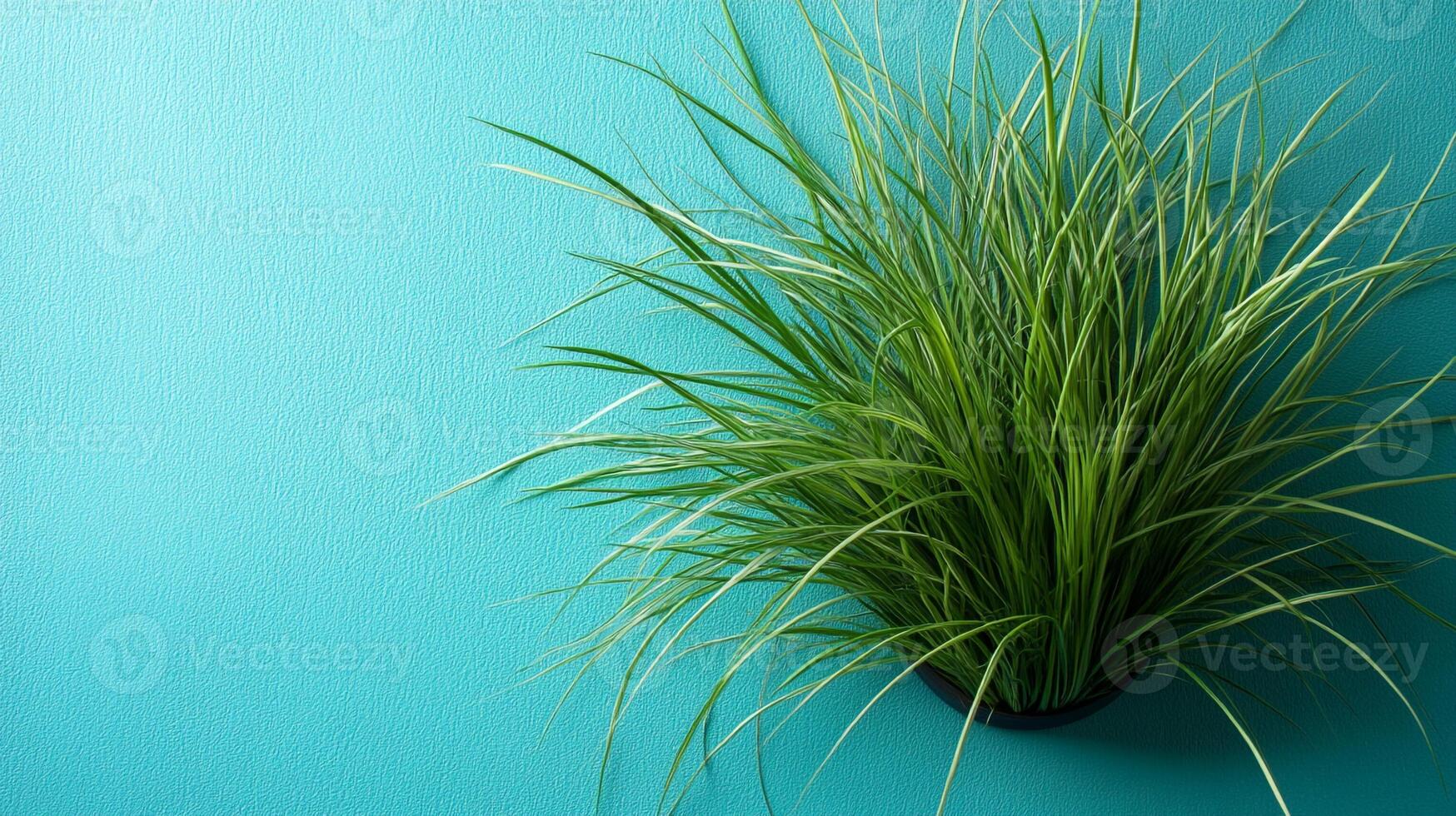 Juncus on a vibrant background, top view photorealistic plant photo