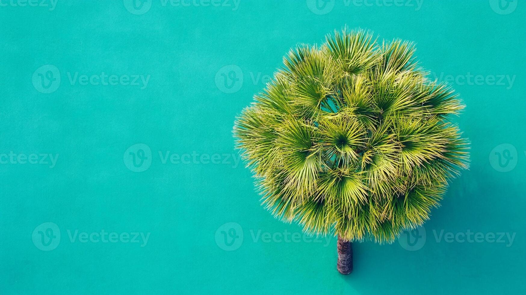 Joshua Tree on a vibrant background, top view photorealistic plant photo