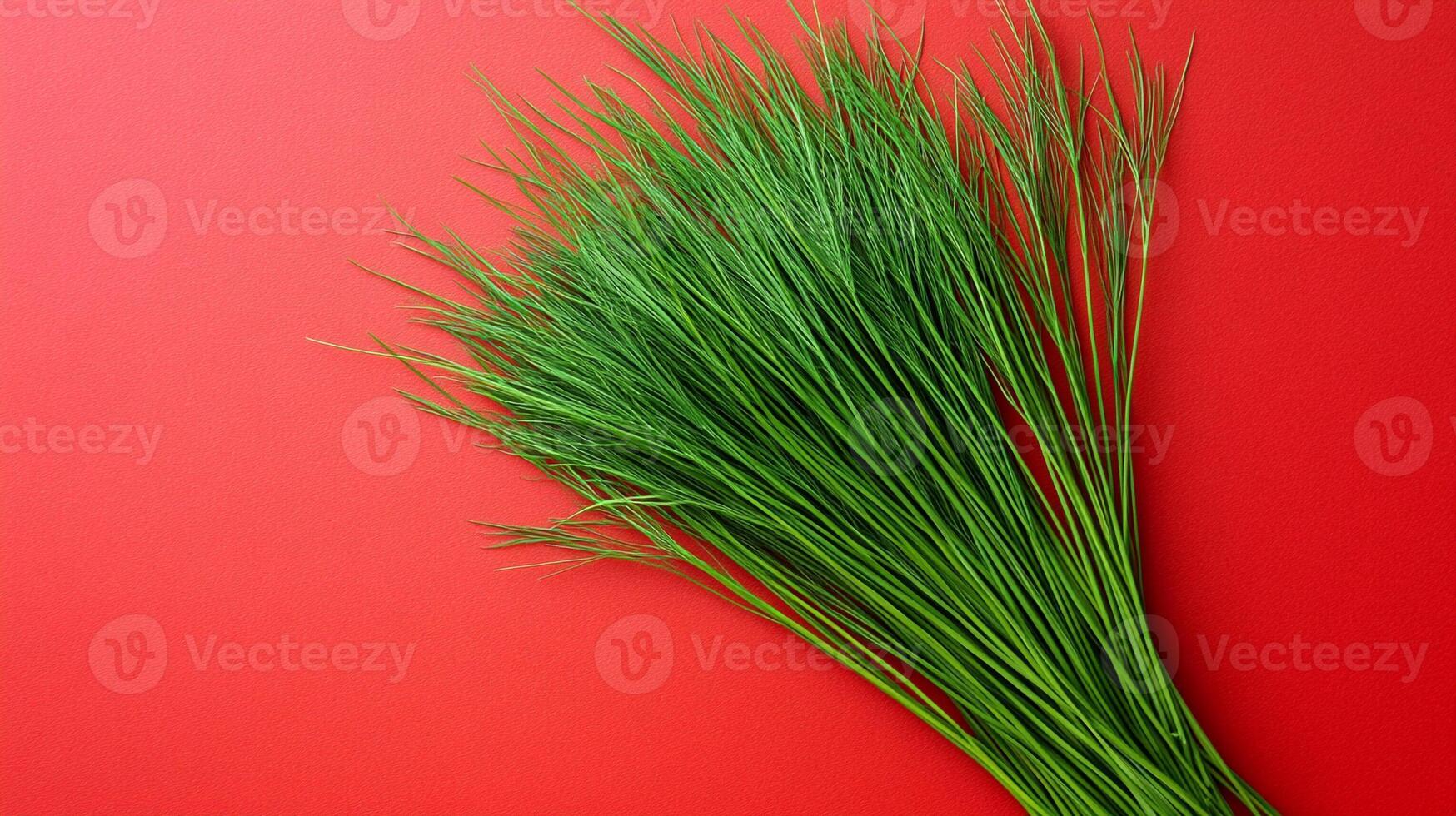 Top view photorealistic Juncus, plant set on a vibrant background photo