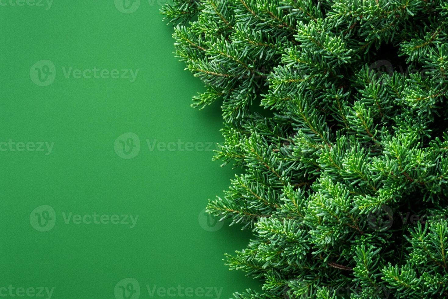 Top view photorealistic Juniper Bush, plant set on a vibrant background photo