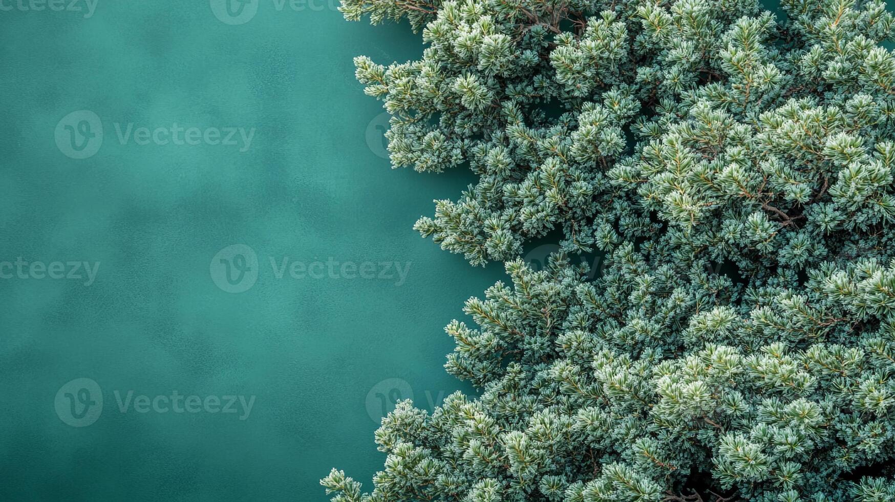 Juniperus on a vibrant background, top view photorealistic plant photo